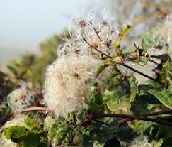 Image result for Clematis brachiata