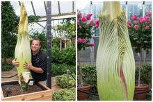 Huge Corpse Flower S Water Broke But It Still Hasn T Bloomed Downtown Chicago Dnainfo