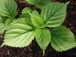 Image result for Laportea alatipes