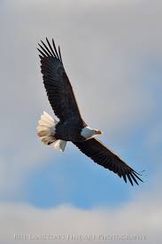 Birds That Look Like Eagles Bald Eagle In Flight Eagle Pictures Bald Eagle Eagle In Flight