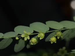Image result for Phyllanthus nyikae