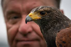 Wimbledon hawk trainer was told to 'get a proper job' in early days
