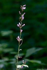 Image result for Hylodesmum