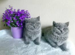 The british shorthair is a native british cat breed. British Shorthair
