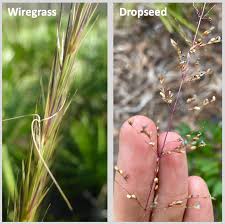 Image result for Aristida effusa