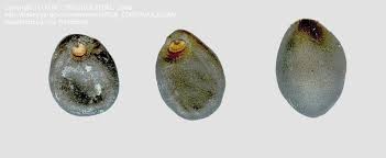 Image result for Turbina oblongata