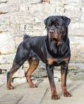 Rottweilers for Sale in Chicago | Dogs on Oodle Classifieds