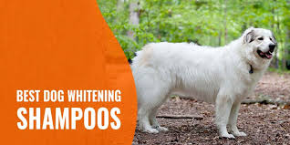 Unfortunately, you may find yourself looking after a newborn puppy and these commercial products are not available. 7 Best Dog Whitening Shampoos Types Homemade Recipe Reviews
