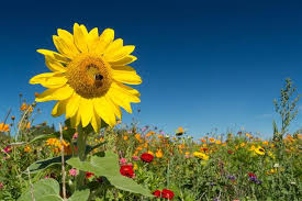 Blue and yellow flowers names. An Awesome List Of Yellow Flower Names How Many Do You Know Gardenerdy
