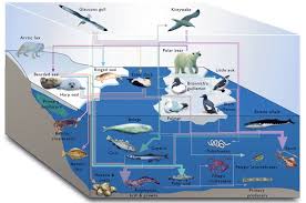 Marine Ecosystems Of The Arctic Marine Ecosystem Aquatic Ecosystem Ecosystems