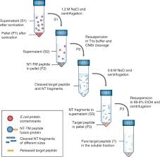 Efficient Protein Production Inspired By How Spiders Make Silk Nature Communications