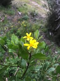 Image result for Chrysanthemoides monilifera