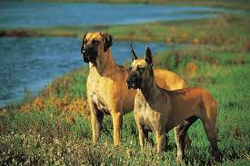 As tall as 32 inches at the shoulder, danes tower over most other dogs'and when standing on their hind legs, they are taller than most people. Great Dane Breed Of Dog Britannica