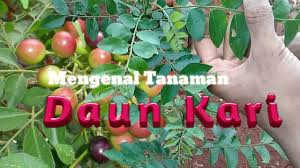 Kali ini otopedia akan sedikit membahas apa fungsi dari per daun hingga bagaimana cara merawatnya. Tanaman Daun Kari Salam Koja Youtube