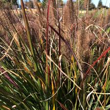 Image result for Schlechterina