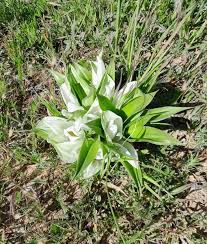 Image result for Coleus calycinus