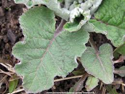 Arctium minus, native to europe, in family asteraceae. Burdock Identification Benefits Uses For Food And Medicine