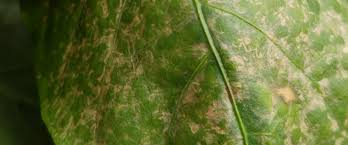 Image result for Onion Thrips