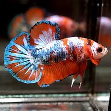 Fancy Super Orange Vivid Blue Koi Galaxy Halfmoon Plakat Hmpk Male Betta Youtube This Beautiful Betta Was Imported From Thailand Betta Fish Blue Koi Betta