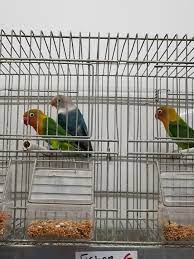 You can visit love birds pet shops in the following 5 locations:#larnaka24642030,‭24659588‬ #nicosia.our shops will be open today good friday till 6pm.￼ good saturday￼￼￼ ￼ ,easter sunday ￼ ￼ ,easter monday will be closed happy easter end see you on ￼ tuesday. Fishers Love Birds Song Birds More Pet Shop Facebook