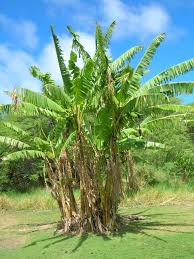 Image result for Musa paradisiaca