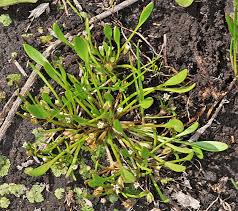 Image result for Limosella