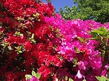Photos of popular azalea shrubs used in landscaping, including evergreen azaleas, white azaleas, pink azaleas and purple azaleas, as well as exbury deciduous azaleas. Azalea Wikipedia