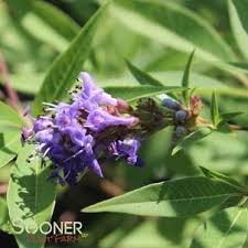 Image result for Vitex mombassae