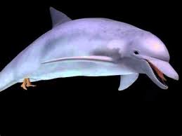 July 21, 2021 post a comment we did not find results for: Orca Dragon Shefalitayal