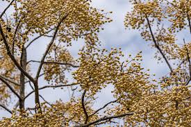 Image result for Melia azedarach