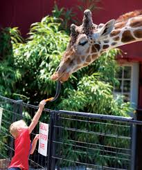 Tennessee Safari Park Tennessee Home And Farm