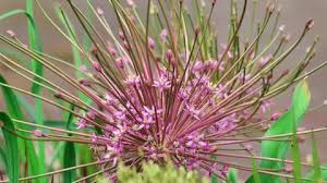 Image result for Alliaceae