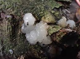 Image result for Exidia nucleata