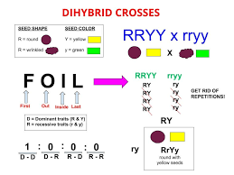 Results of mendel õs dihybrid crosses ¥ f2 generation contained both parental types and recombinant types ¥ f2 showed 4 different phenotypes: Test Cross Definition And Examples Biology Dictionary