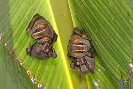 When it comes to exotic pets, 'the big 5' are defined as 'wild animals' and are illegal as they are in many states. Bat San Diego Zoo Animals Plants