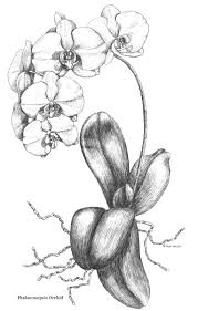 Botanical Drawing Flower Drawing Botanical Drawings Orchid Drawing