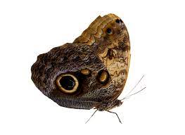 Pin By Laurennn On Pngs Moth Png Art