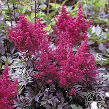 Plant Profile For Astilbe Chinensis Vision In Red Chinese Astilbe Perennial Shade Flowers Part Shade Flowers Plants