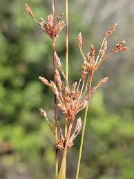 Image result for Bulbostylis contexta