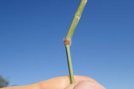 Image result for Melinis repens