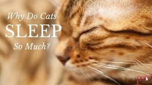 Cats sleep an average of 15 hours per day. Why Do Cats Sleep So Much