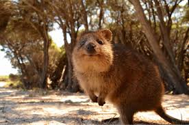 Australia Migration Agency Singapore Pr Visa Application Happy Animals Quokka Australian Animals