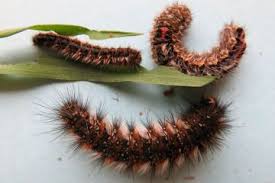 Noctua pronuba, the large yellow underwing. Grass Anthelid Cesar Australia