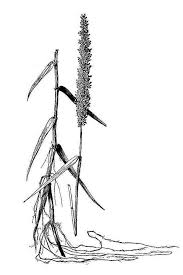 Image result for Styppeiochloa