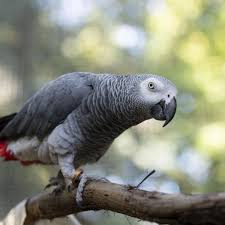 Image result for parrot