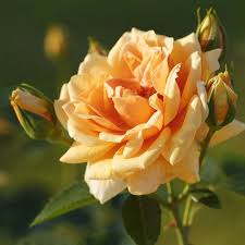 Maybe you would like to learn more about one of these? Rose Skyline Online Kaufen Rosen Tantau