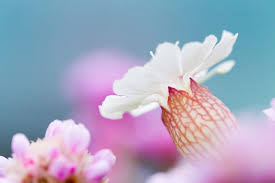 List of late spring flowers. How To Photograph Spring Coastal Flowers In The Uk Nature Ttl