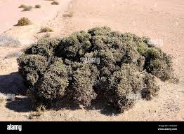 Image result for Pechuel-Loeschea leubnitziae