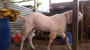Khan goat farm sojat breede sojat haydrabadi cross breede #khangoat#khangoatfarmpipar. Sojat Goat Alchetron The Free Social Encyclopedia