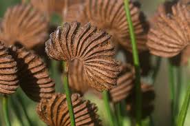 Image result for Schizaea pectinata